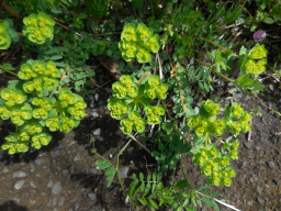 Euphorbia helioscopia-01.jpg
